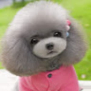 Meet your Posher, Judy